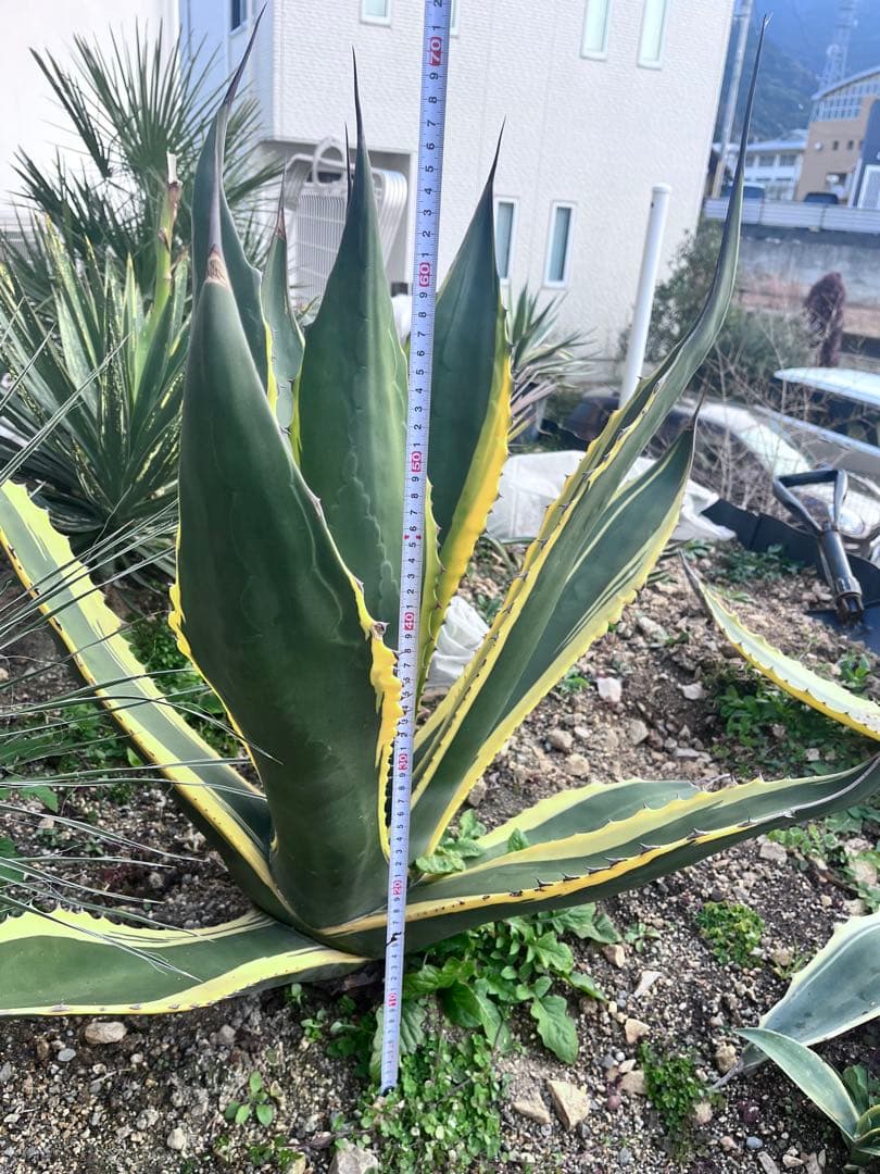 【‼︎大株‼︎】アガベ　フェロックス　バターフィンガー