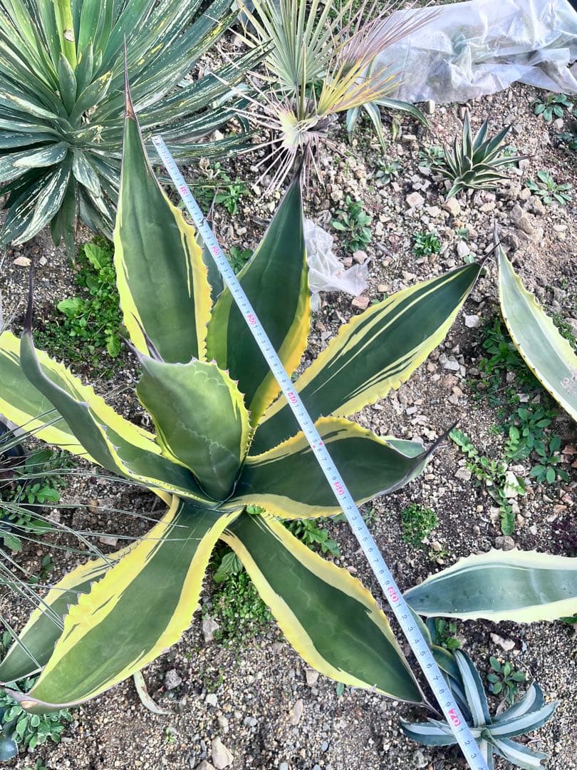 【‼︎大株‼︎】アガベ　フェロックス　バターフィンガー