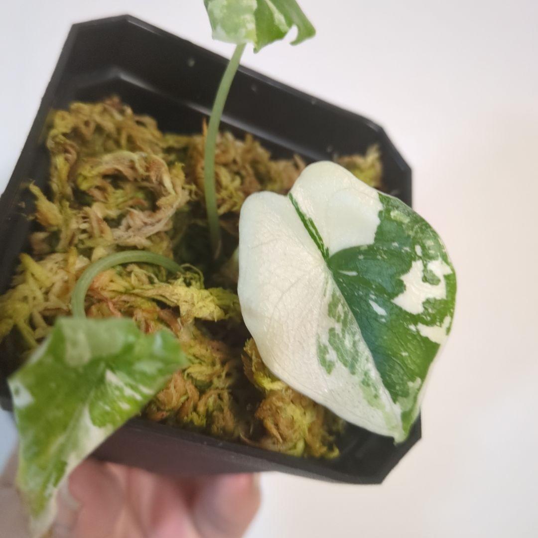 アロカシア　メロ　アルボ　斑入り