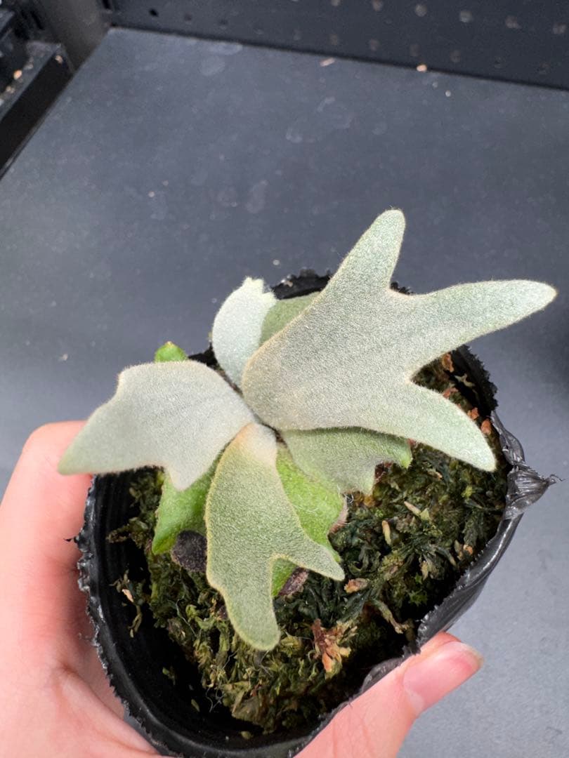 ビカクシダ Tiara Sporeling HHR ナーセリー - メルカリ