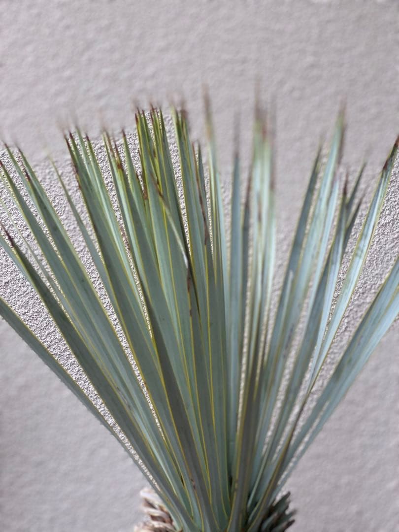 ア*キ様 ユッカ　マルデヌベスver.ロスト