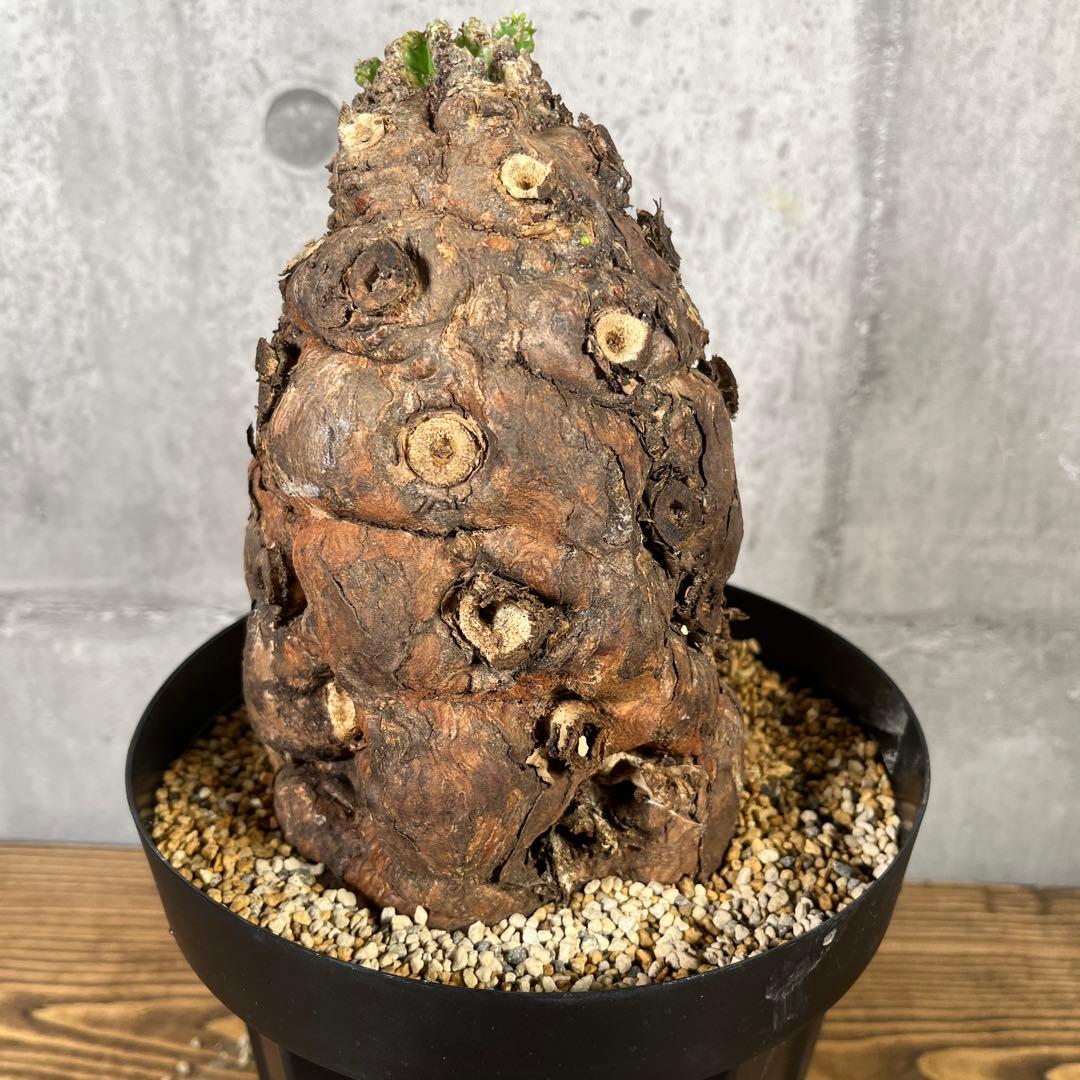 み*ん様 ユーフォルビア ムランジーナ 現地球 発根済 超大株