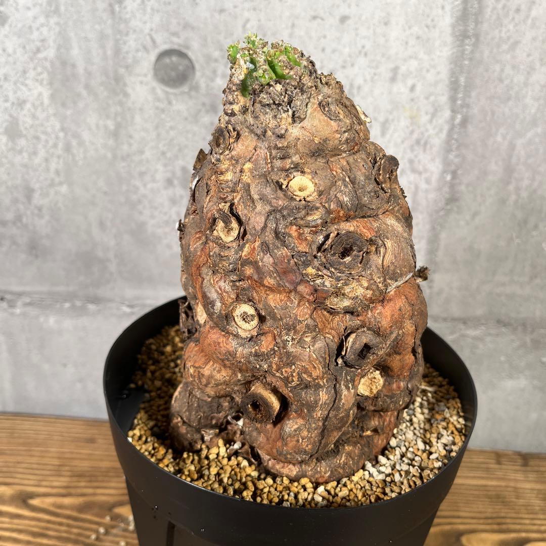 み*ん様 ユーフォルビア ムランジーナ 現地球 発根済 超大株