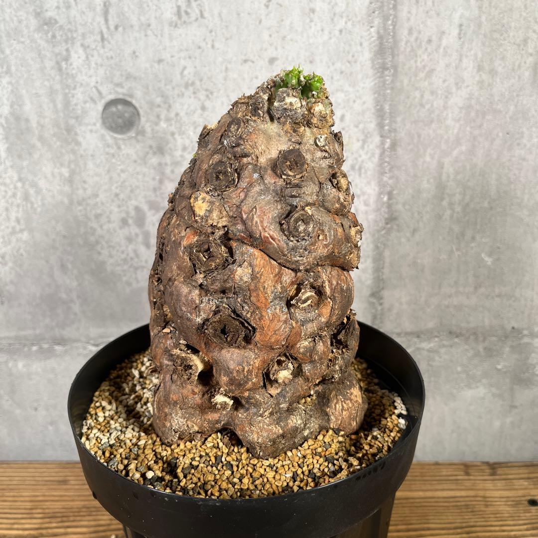 み*ん様 ユーフォルビア ムランジーナ 現地球 発根済 超大株