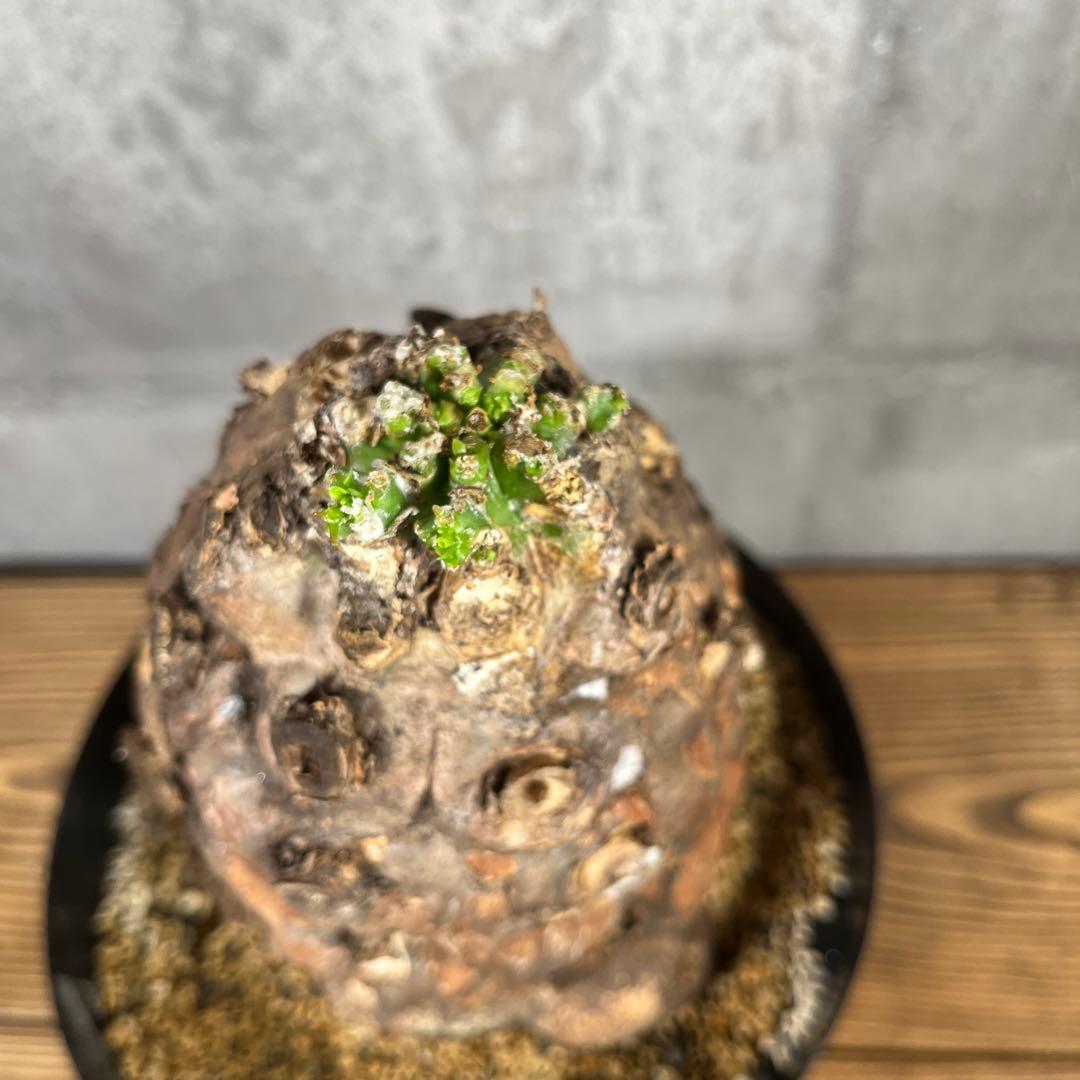 み*ん様 ユーフォルビア ムランジーナ 現地球 発根済 超大株