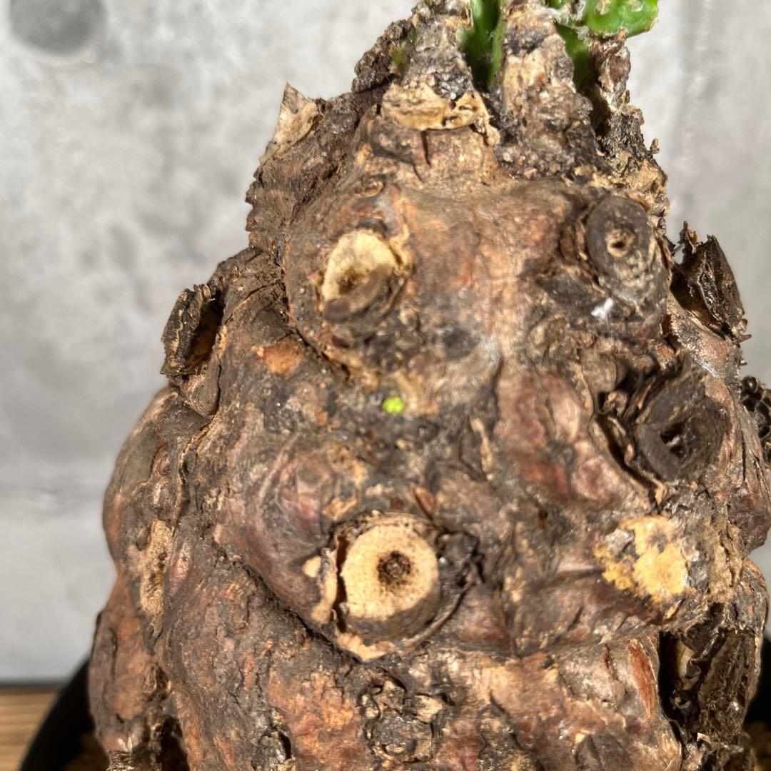 み*ん様 ユーフォルビア ムランジーナ 現地球 発根済 超大株