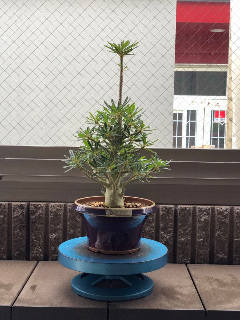 ドルステニア ギガス ブラータ 鉢植え　①