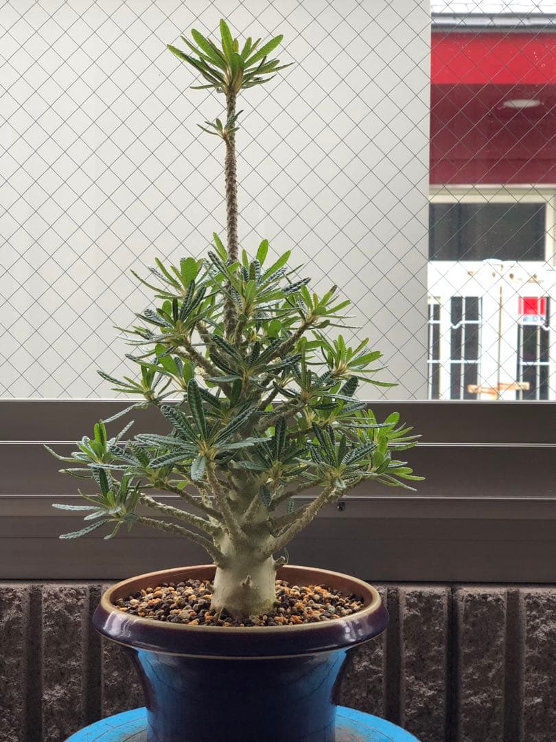 ドルステニア ギガス ブラータ 鉢植え　①