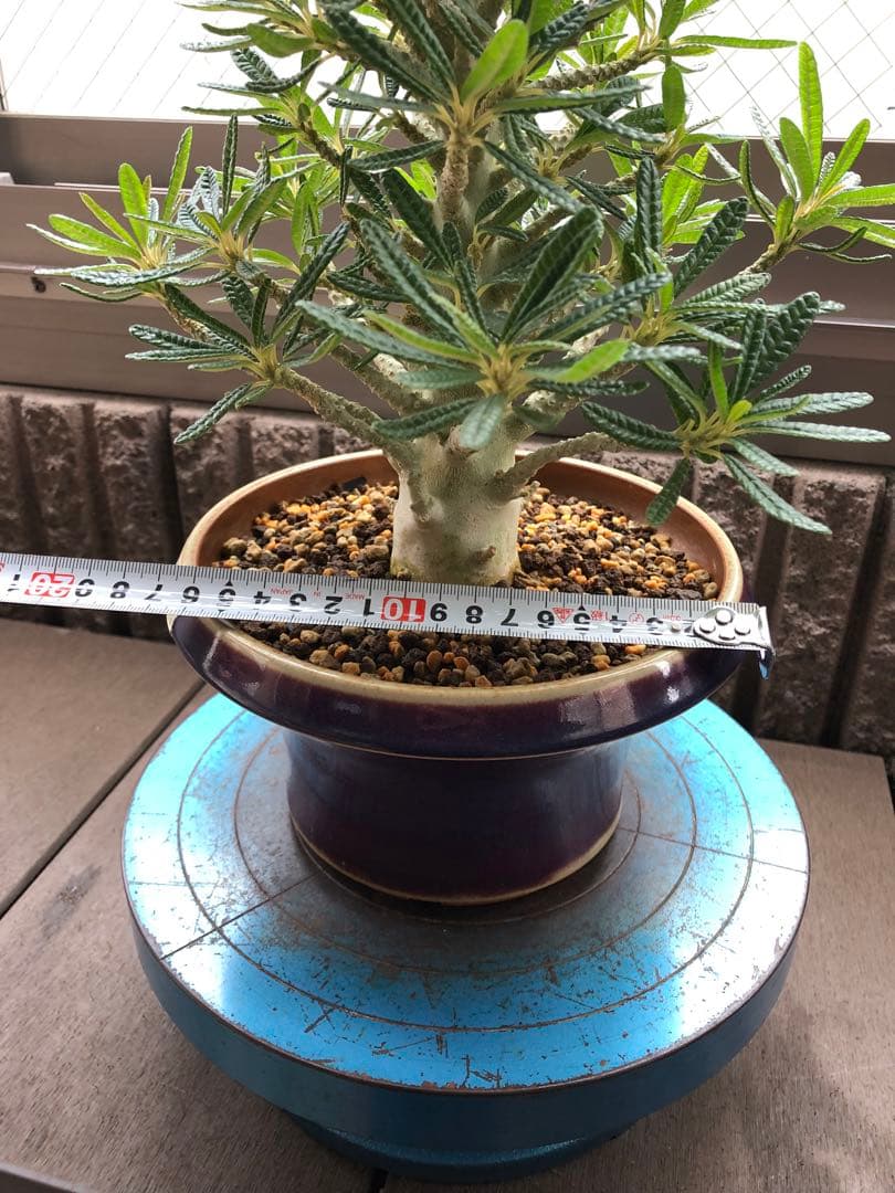 ドルステニア ギガス ブラータ 鉢植え　①