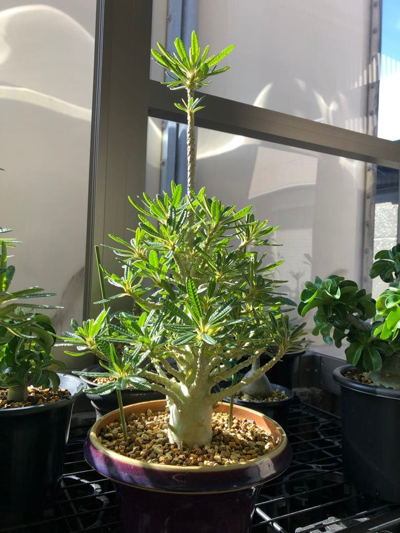 ドルステニア ギガス ブラータ 鉢植え　①