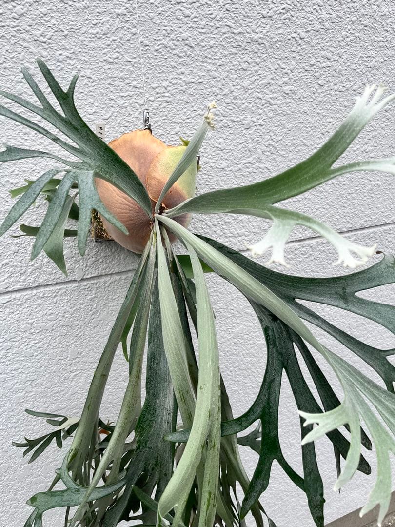 ビカクシダ　E-1 OC 白ビフ