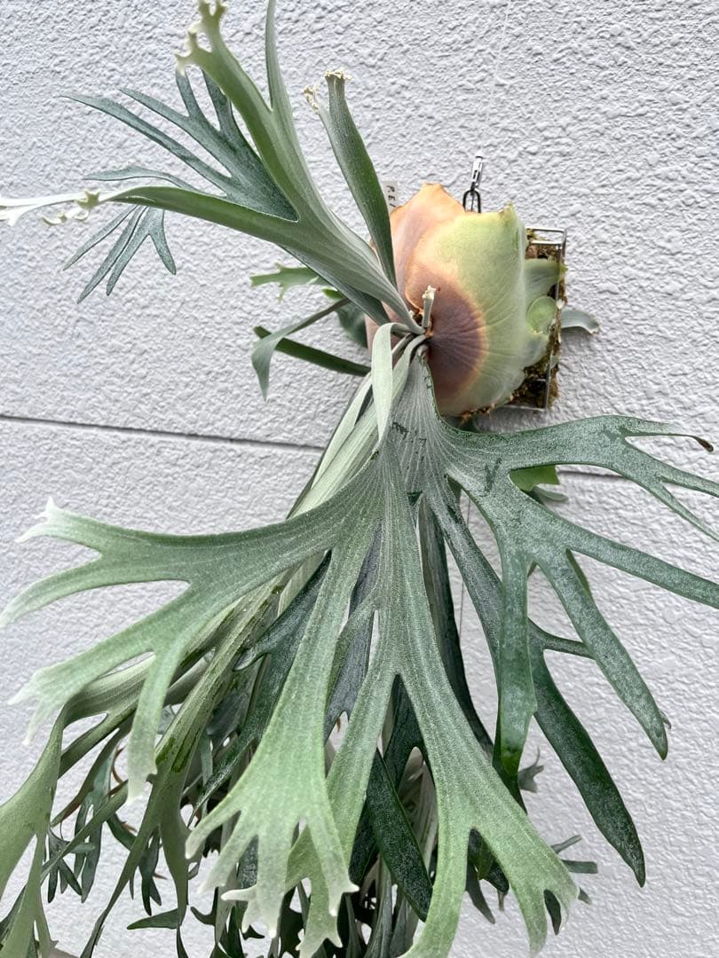 ビカクシダ　E-1 OC 白ビフ