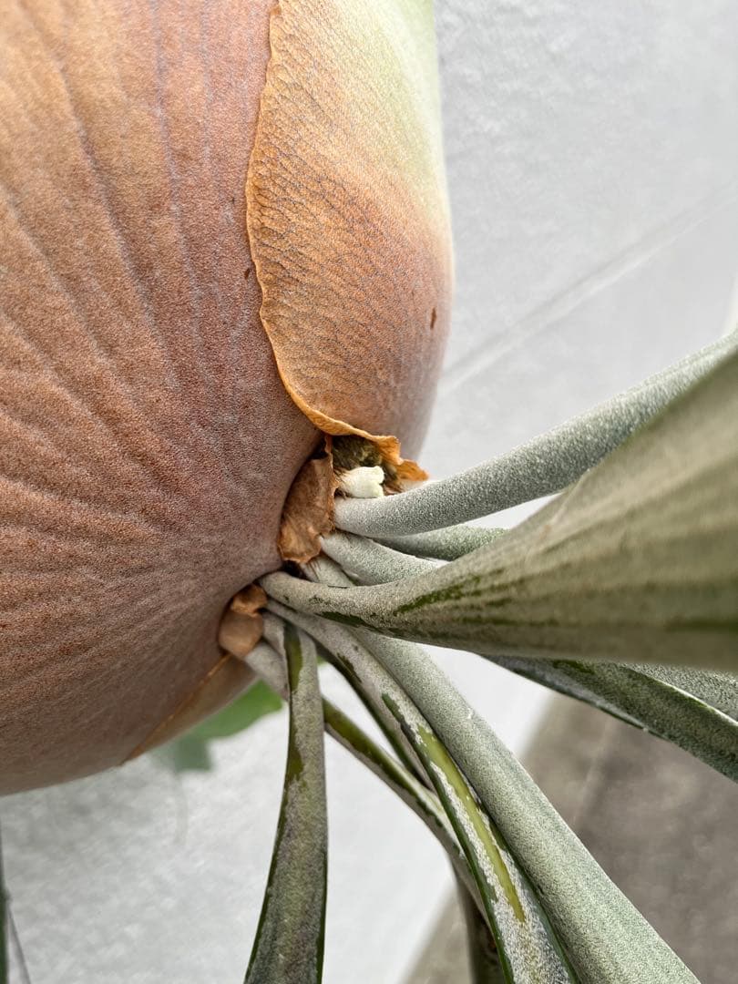 ビカクシダ　E-1 OC 白ビフ