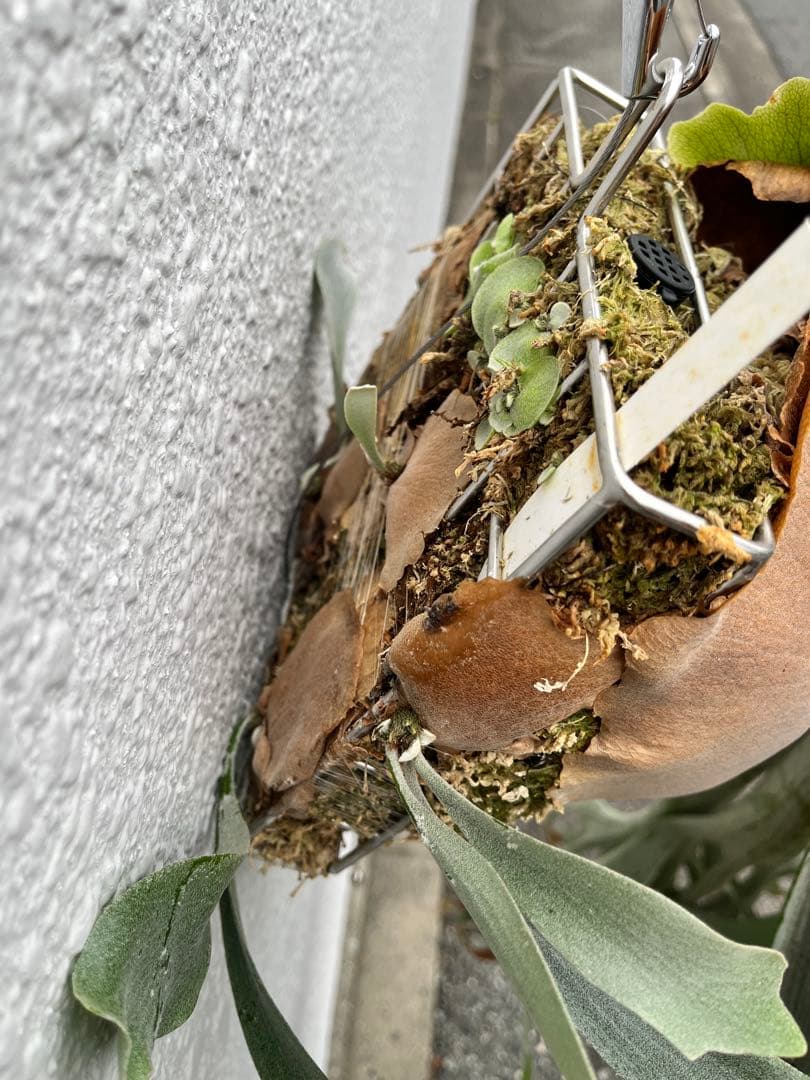 ビカクシダ　E-1 OC 白ビフ