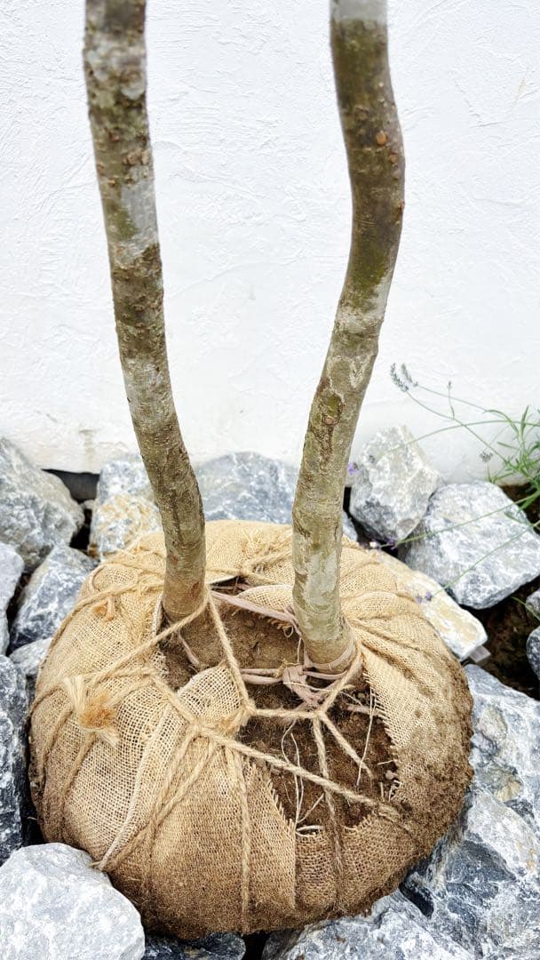 夏輝リクエスト2点