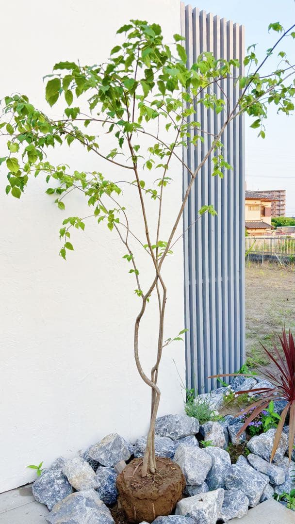 夏輝リクエスト2点