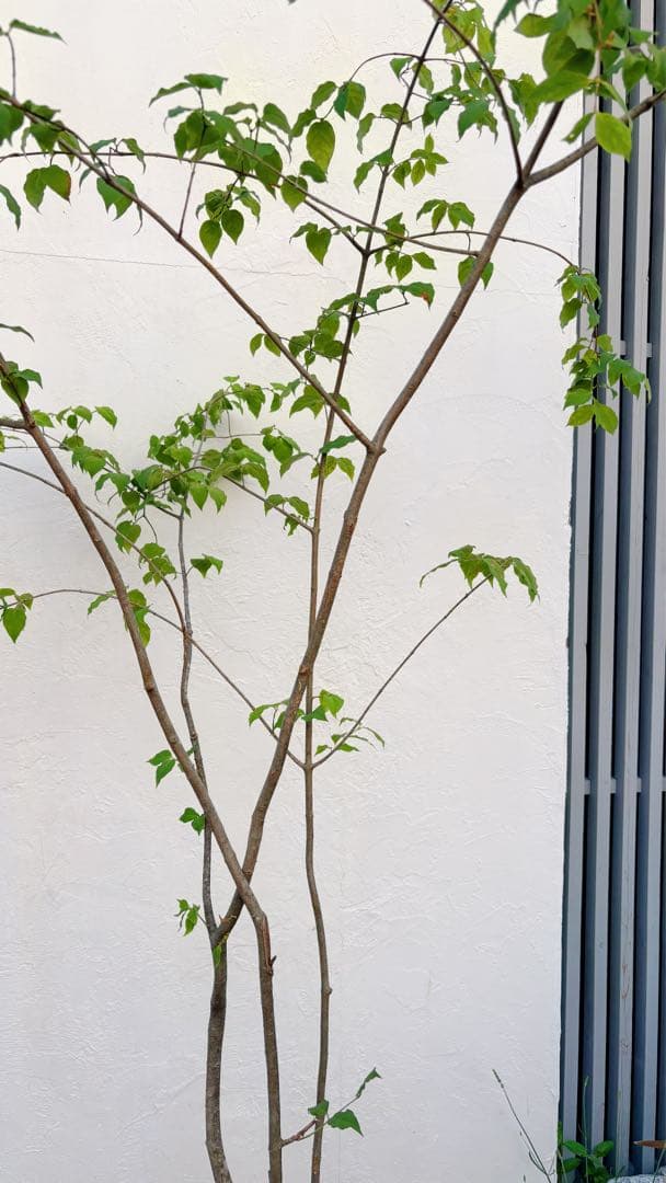 夏輝リクエスト2点