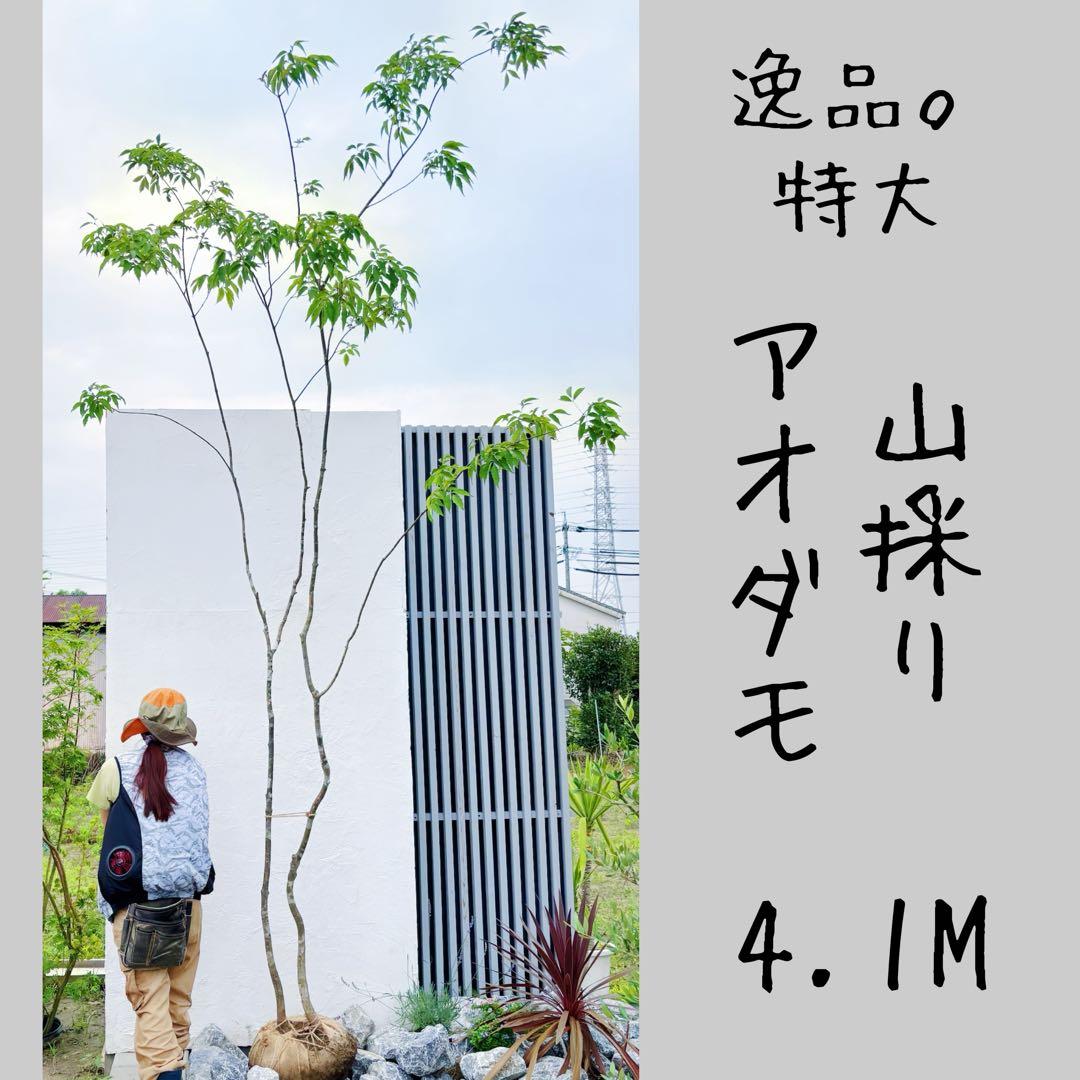 夏輝リクエスト2点