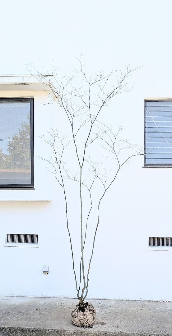 別格。山採りコハウチワカエデ。 - メルカリ