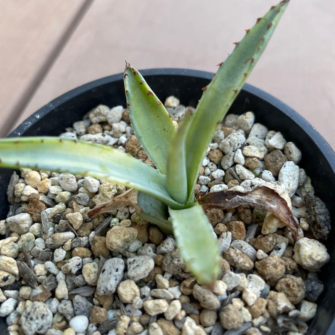 アガベ　屈原の舞扇錦　中斑　子株