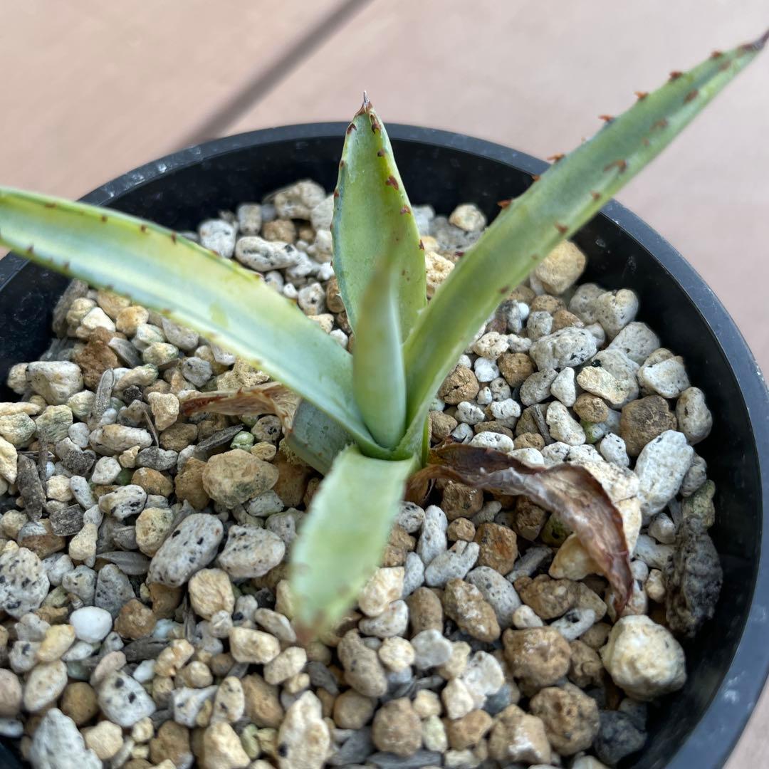 アガベ　屈原の舞扇錦　中斑　子株