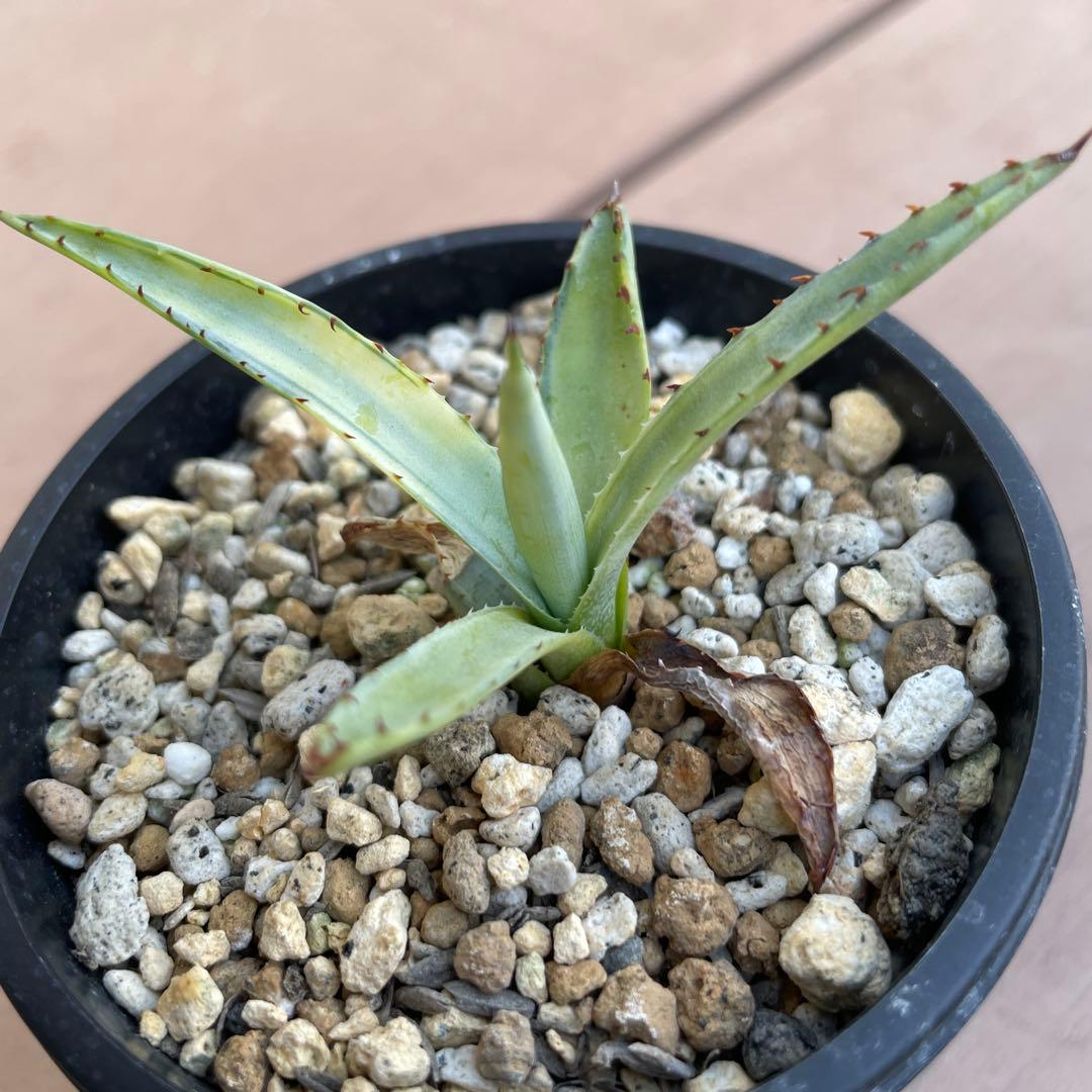 アガベ　屈原の舞扇錦　中斑　子株