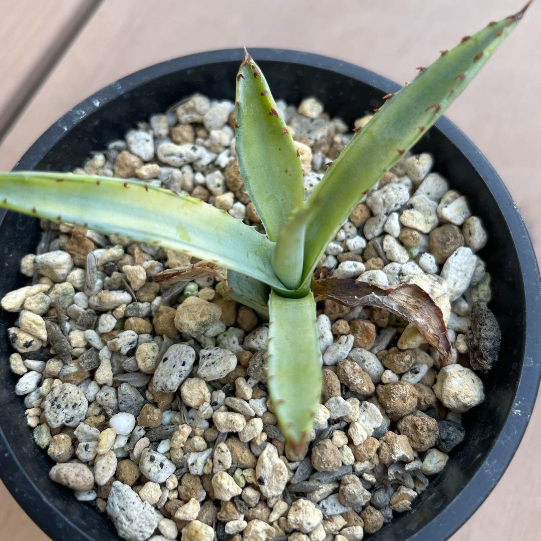 アガベ　屈原の舞扇錦　中斑　子株