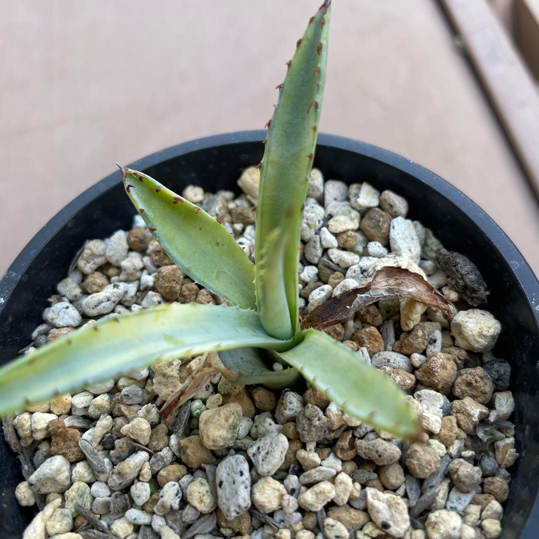 アガベ　屈原の舞扇錦　中斑　子株