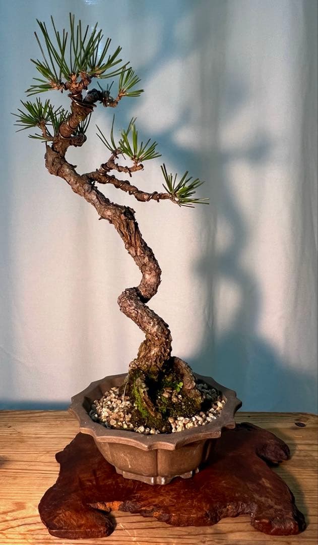 黒松　古木　文人