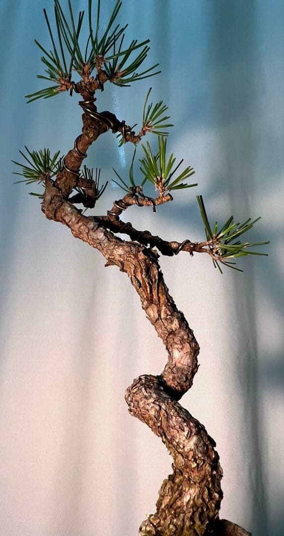 黒松　古木　文人