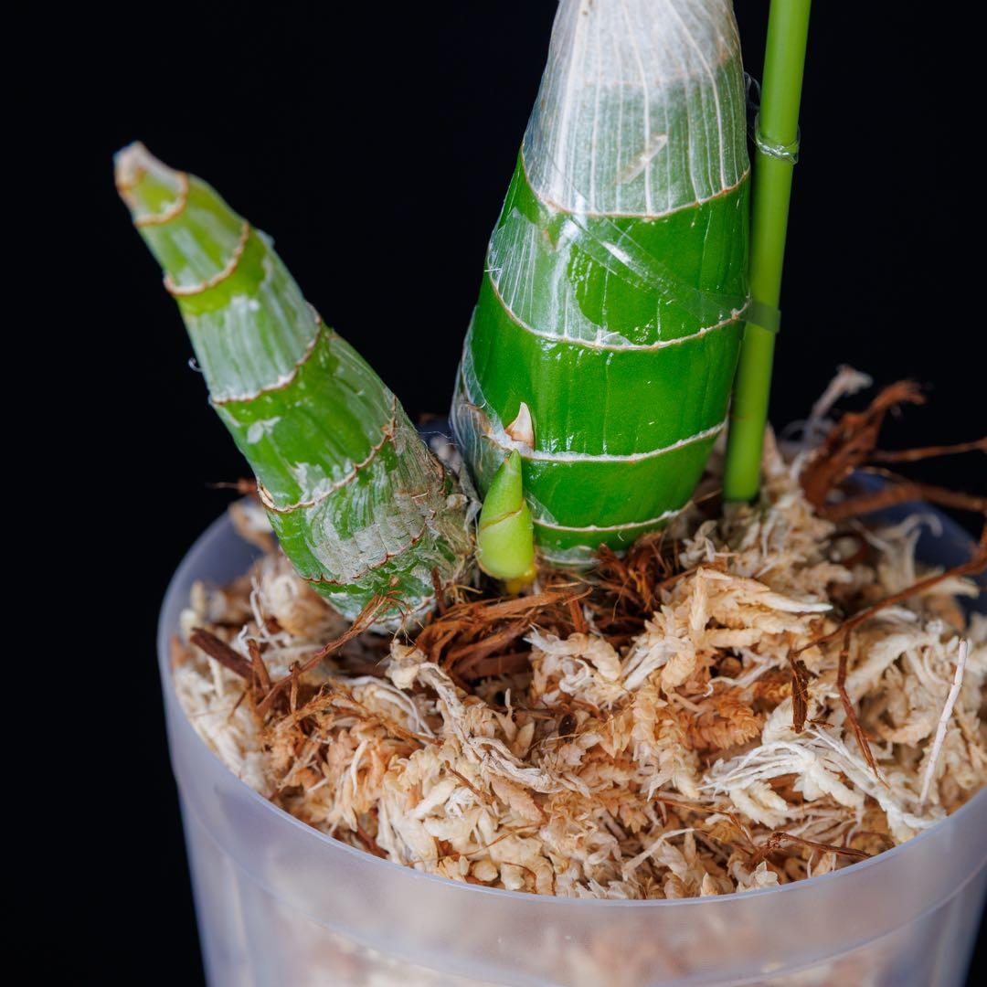 新芽あり タケノコ蘭 Mormodia SVO選別個体 Clowesia交配