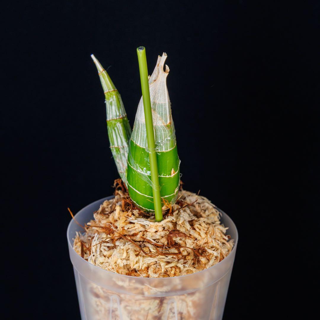 新芽あり タケノコ蘭 Mormodia SVO選別個体 Clowesia交配