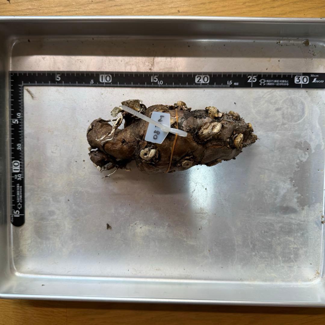 k*༅様 ユーフォルビア ムランジーナ 現地球 葉有り 輸入即出品 08EM