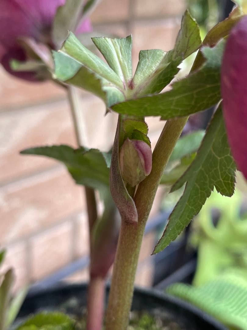 広瀬園芸】 絞りピンクスポットss クリスマスローズ 5号鉢 - メルカリ