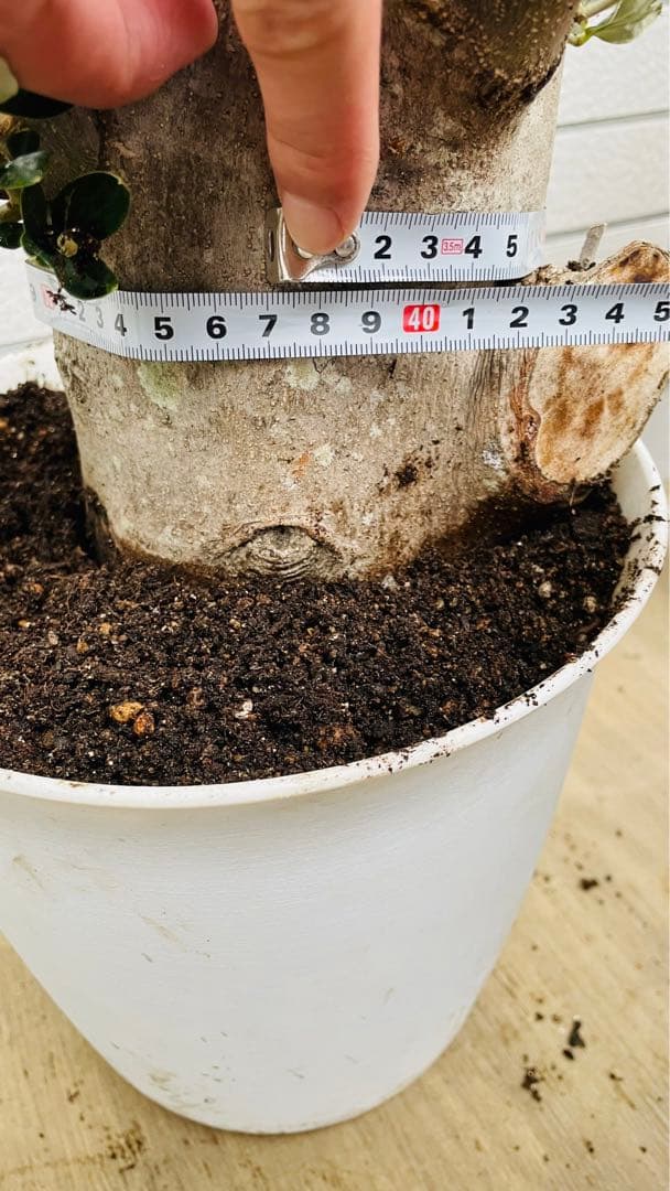 オリーブ 太木挿し 発根済み 小豆島産 古木 盆栽 - メルカリ