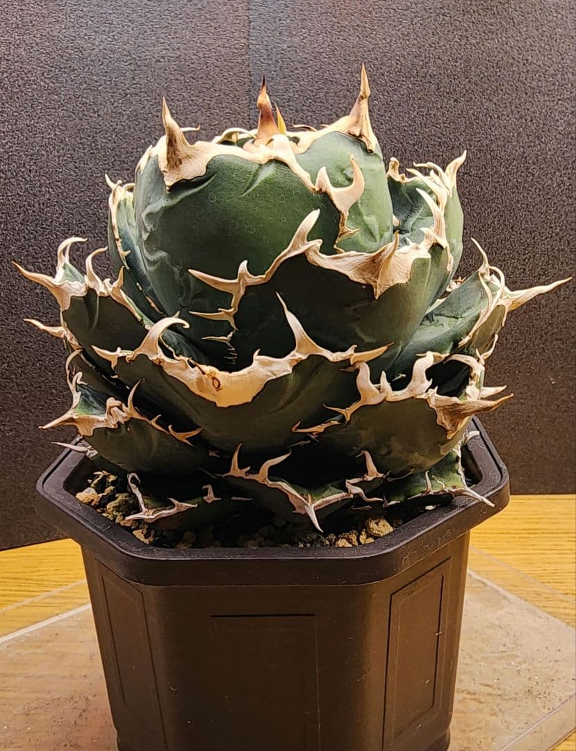 アガベ 　白鯨　中～大株