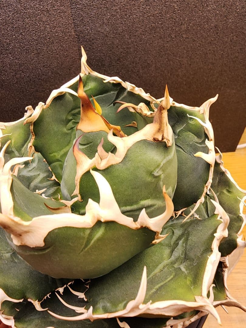 アガベ 　白鯨　中～大株