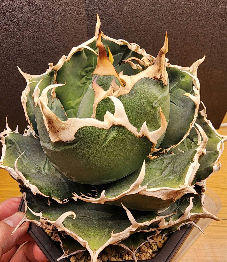 アガベ 　白鯨　中～大株