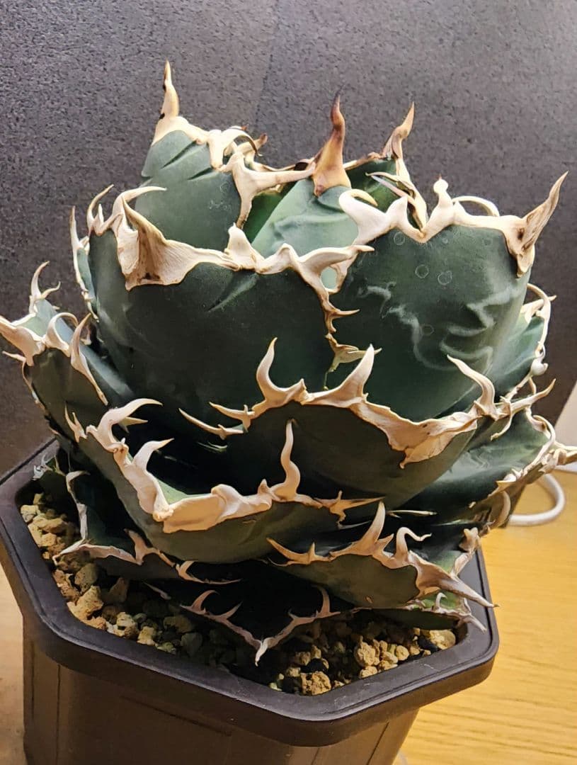 アガベ 　白鯨　中～大株