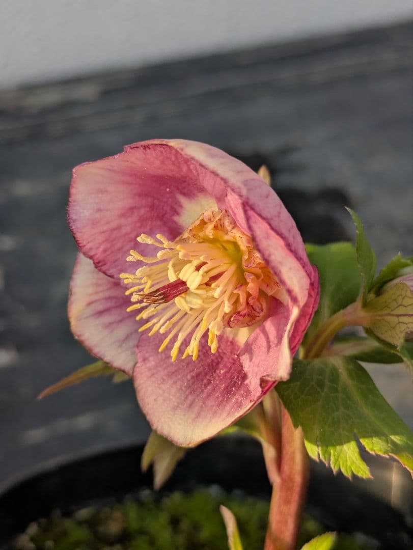 広瀬園芸【ソレイユ系 ピーチグラデーション】SS カップ咲き 極美個体