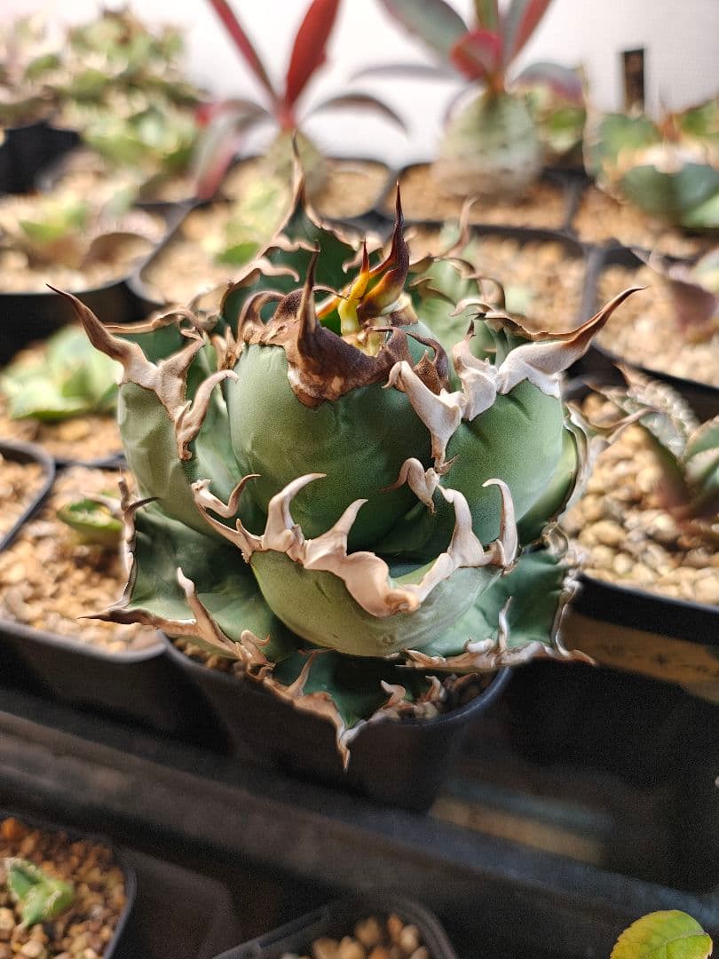 アガベ　親株　アリゾナ　アンビション