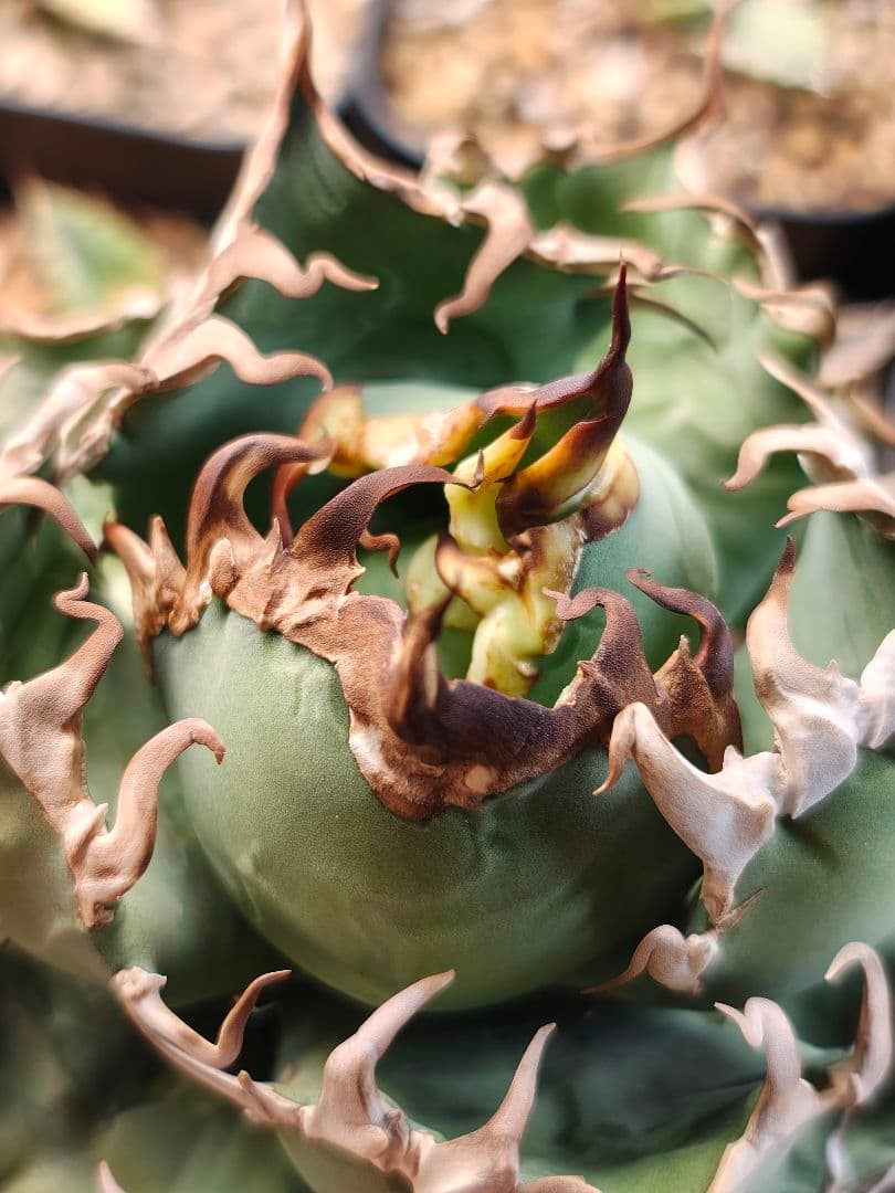 アガベ　親株　アリゾナ　アンビション