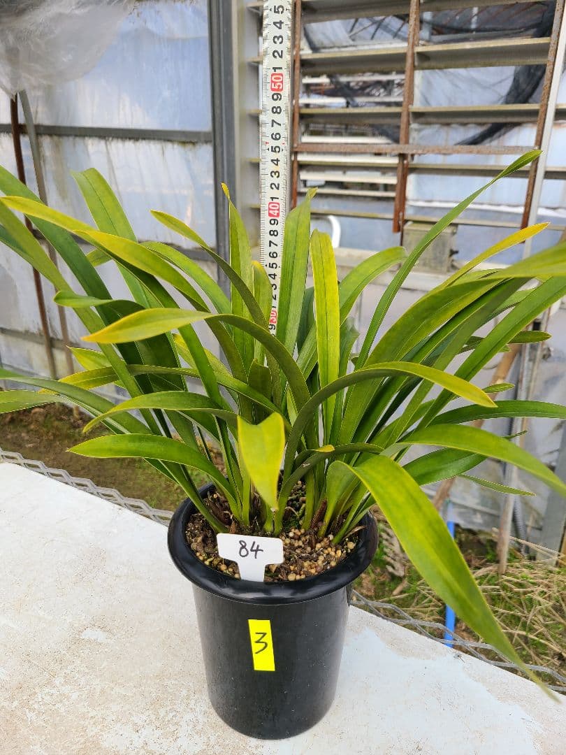 ミスマフェット。花芽3個。蜜蜂誘引蘭。日本蜜蜂 - メルカリ