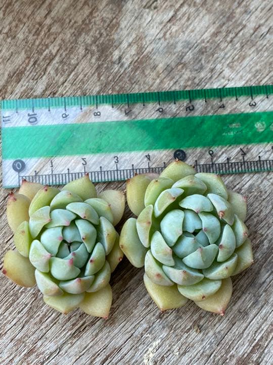 多肉植物　プリズム　　カット苗　2個セット