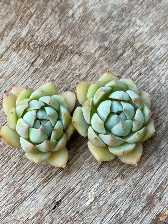 多肉植物　プリズム　　カット苗　2個セット