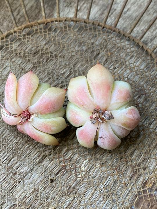 多肉植物　プリズム　　カット苗　2個セット