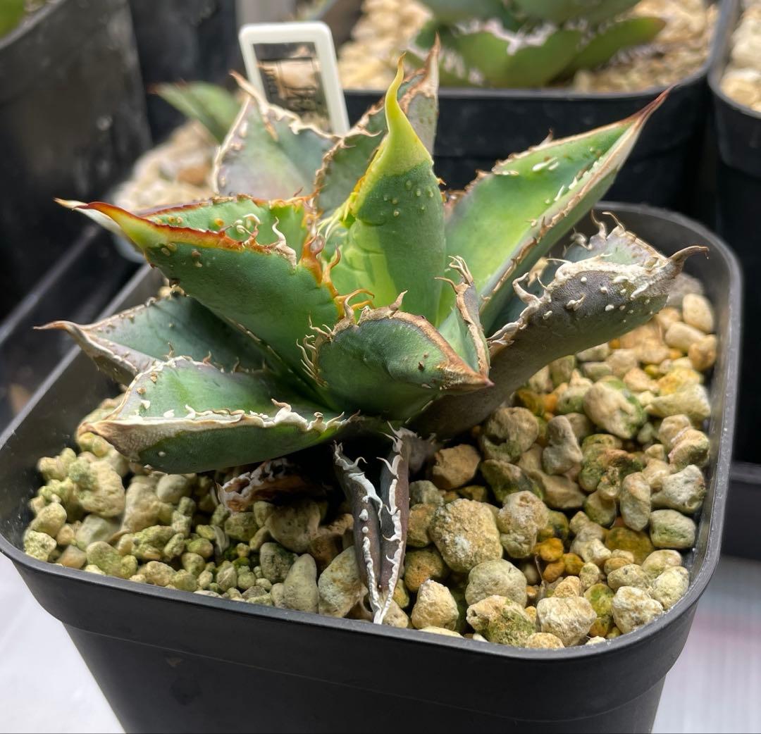 激レア　早い物勝ち　斑入り麻花龍　MaHua 超短葉　ブツブツ　メルカリ便発送