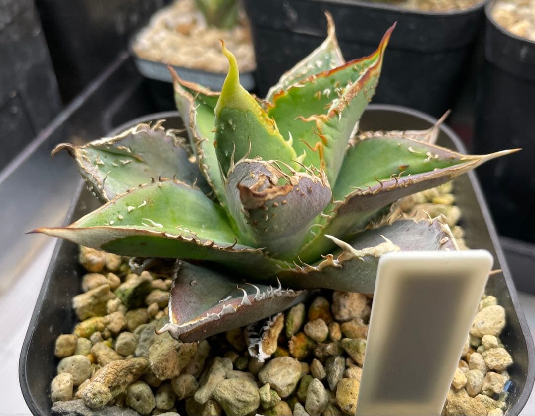 激レア　早い物勝ち　斑入り麻花龍　MaHua 超短葉　ブツブツ　メルカリ便発送