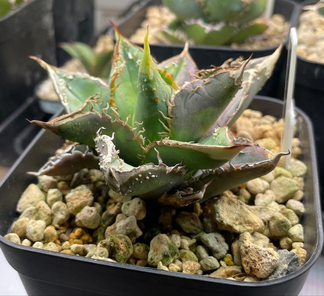 激レア　早い物勝ち　斑入り麻花龍　MaHua 超短葉　ブツブツ　メルカリ便発送