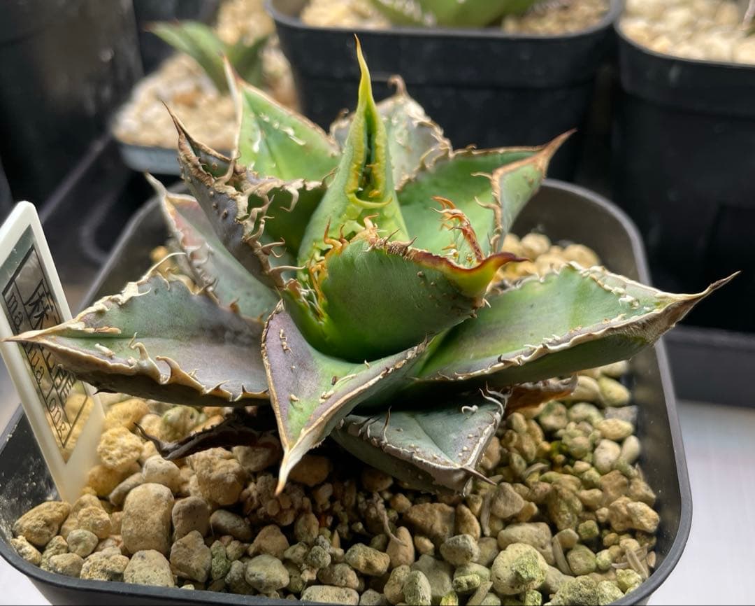 激レア　早い物勝ち　斑入り麻花龍　MaHua 超短葉　ブツブツ　メルカリ便発送